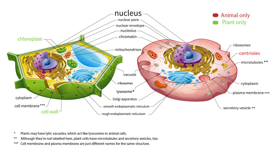 Questions of Plant and Animal cell